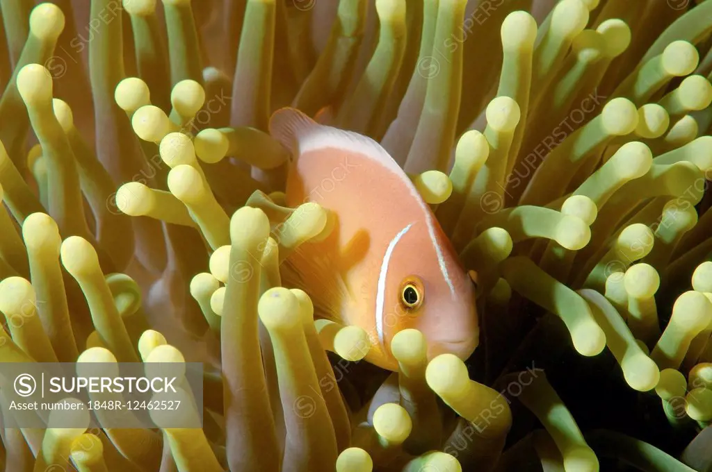 Pink skunk clownfish or pink anemonefish (Amphiprion perideraion), Boholsee, Cebu, Philippines