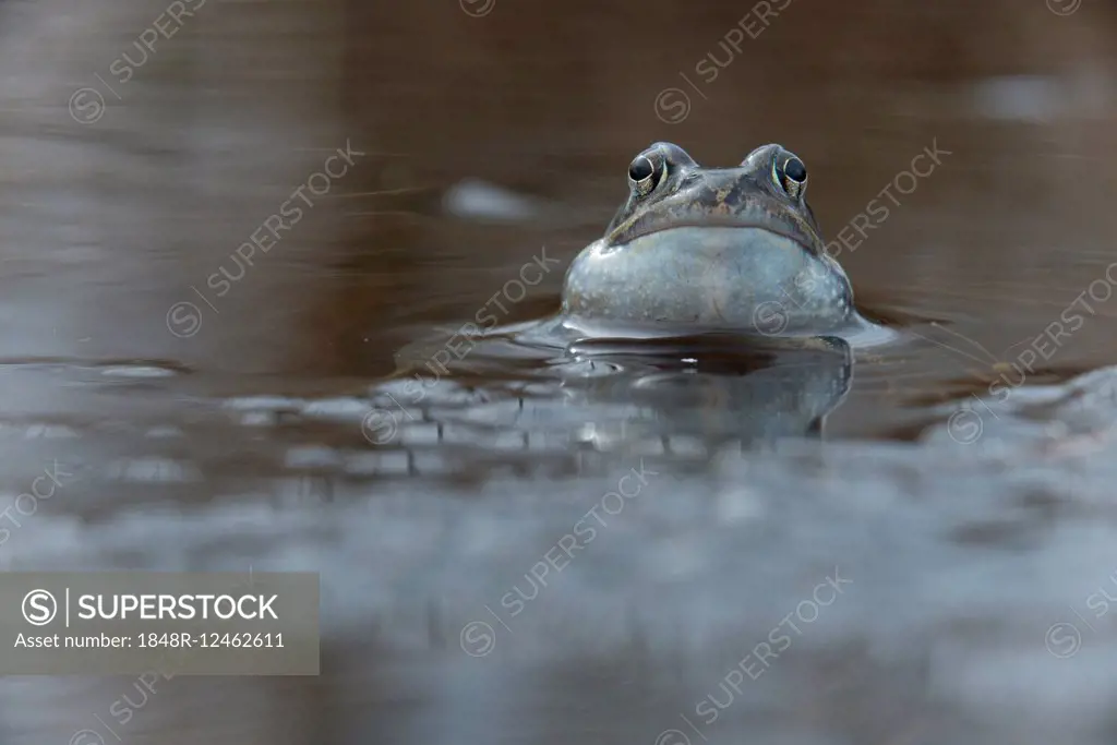 Moor frog (Rana arvalis), Emsland, Lower Saxony, Germany