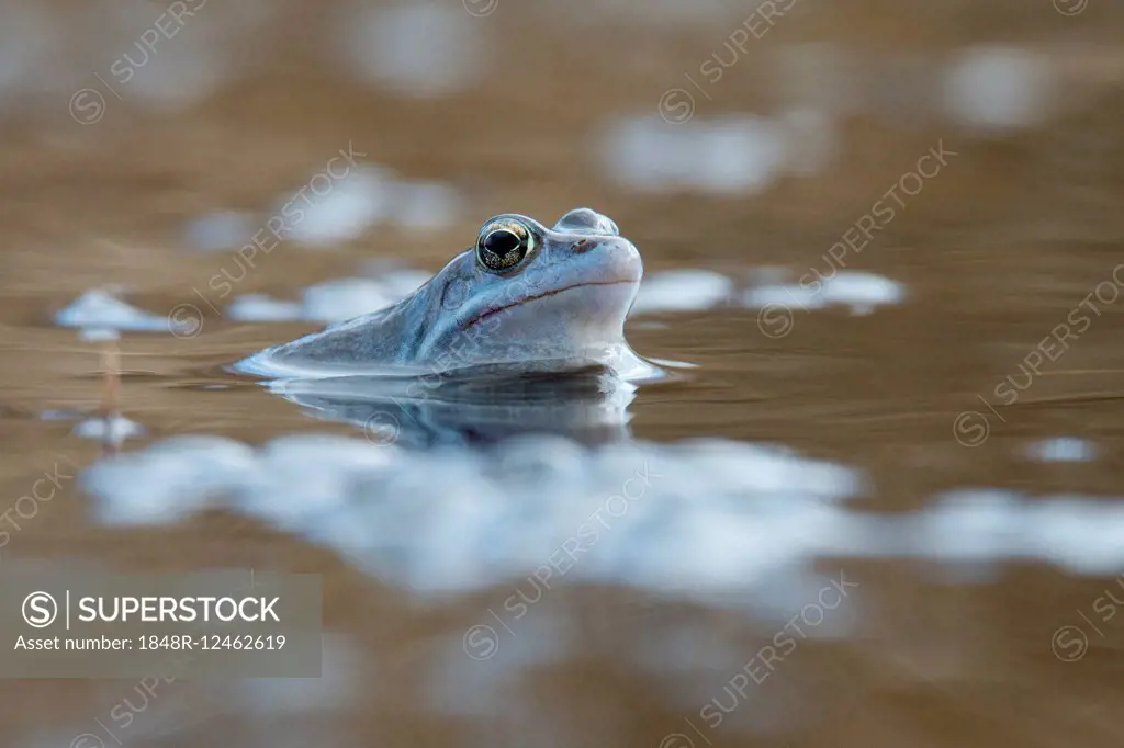 Moor frog (Rana arvalis), Emsland, Lower Saxony, Germany