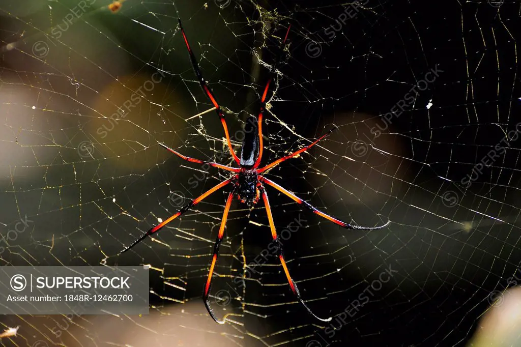 Red-legged golden orb-web spider (Nephila inaurata), Coco Iceland, Ile Cocos, Praslin, Seychelles