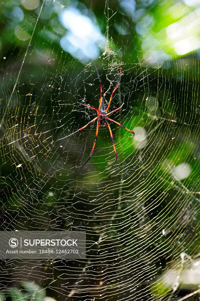 Red-legged golden orb-web spider (Nephila inaurata), Coco Iceland, Ile Cocos, Praslin, Seychelles