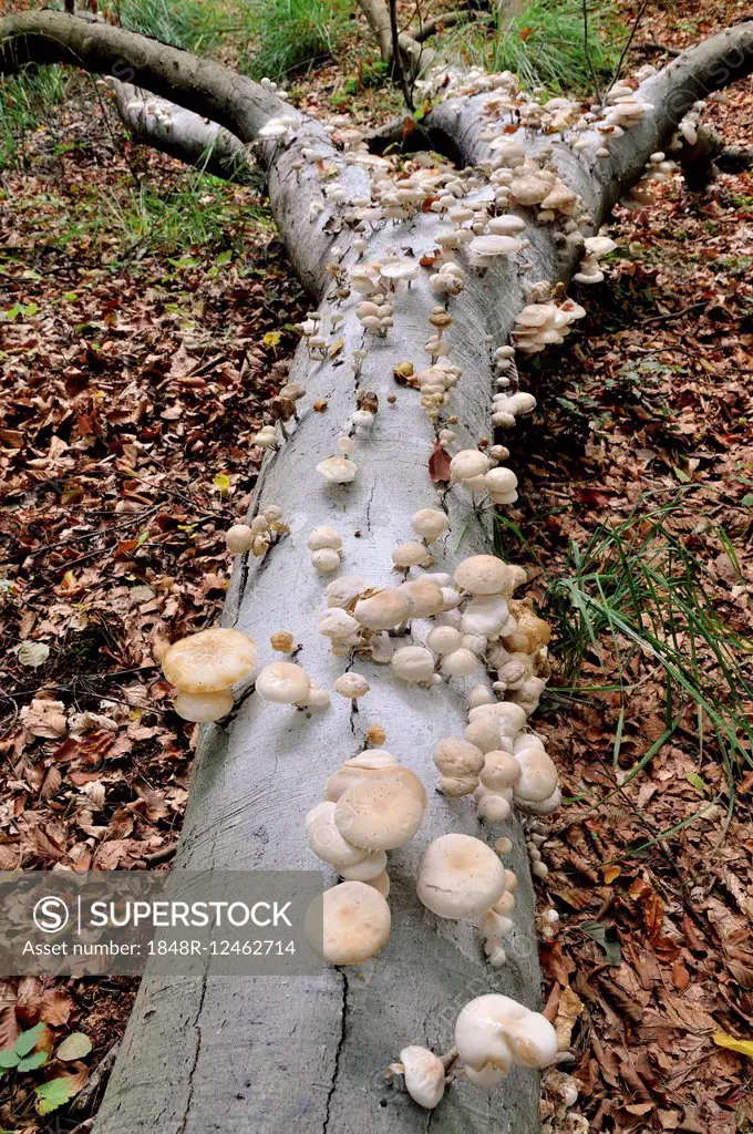 Porcelain fungus (Oudemansiella mucida) on beech deadwood (Fagus sylvatica) in Darßer Forest, Western Pomerania Lagoon Area National Park, Mecklenburg...