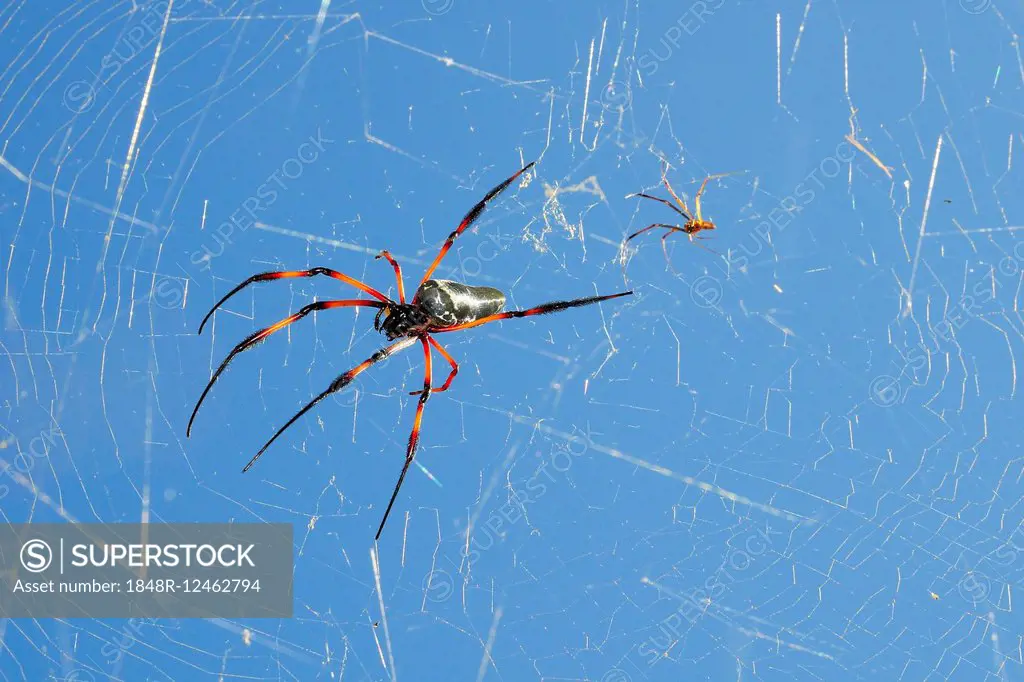 Red-legged golden orb-web spider (Nephila inaurata), female and male, spiderweb, Praslin Island, Seychelles