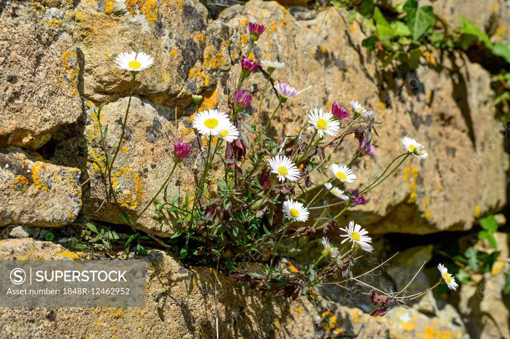 Mexican fleabane or Spanish daisy (Erigeron karvinskianus) growing in a dry stone wall, Devon, United Kingdom