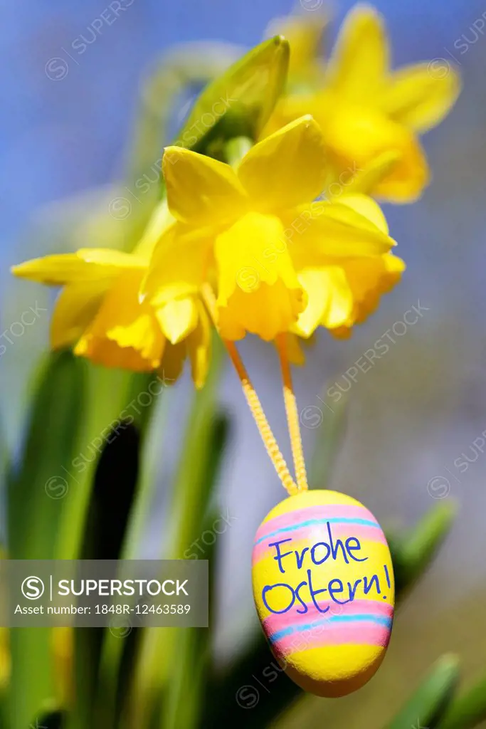 Daffodils with Easter Egg, German Easter greeting