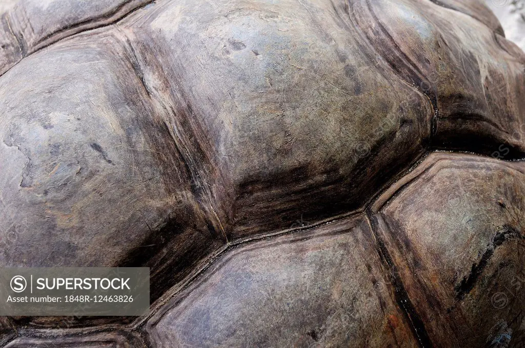 Detail of the shell of an Aldabra Giant Tortoise (Aldabrachelys gigantea), Curieuse Island, Seychelles, Curieuse Island, Seychelles