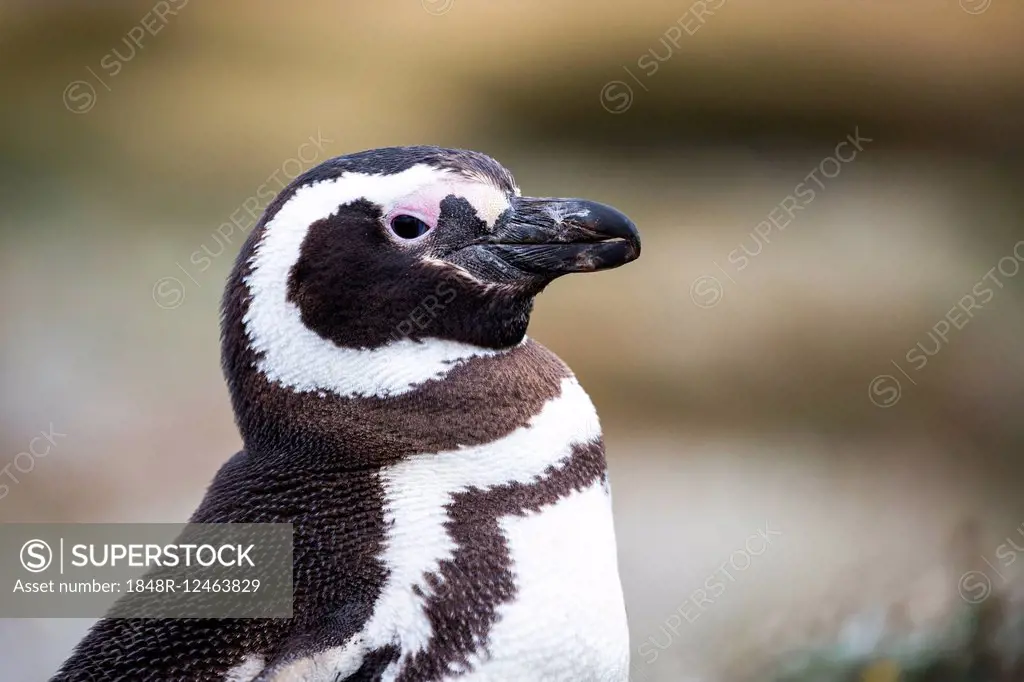 Magellanic penguin (Spheniscus magellanicus), Seno Otway, Region XII Región de Magallanes y de la Antártica, Chilena, Patagonia, Chile