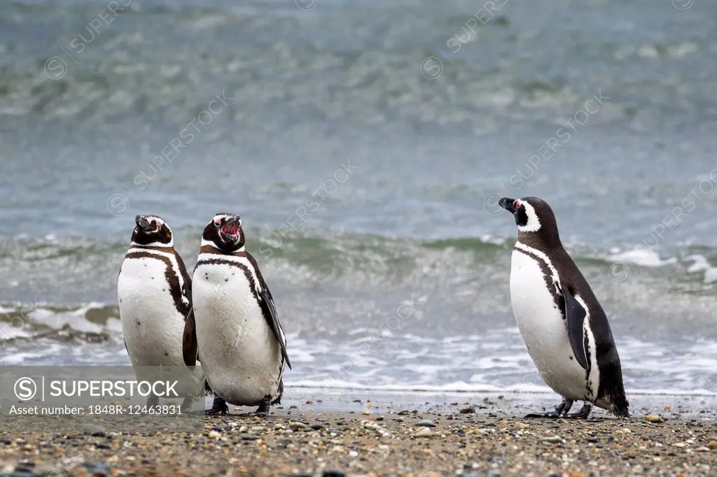 Magellanic penguins (Spheniscus magellanicus), Seno Otway, Region XII Región de Magallanes y de la Antártica, Chilena, Patagonia, Chile