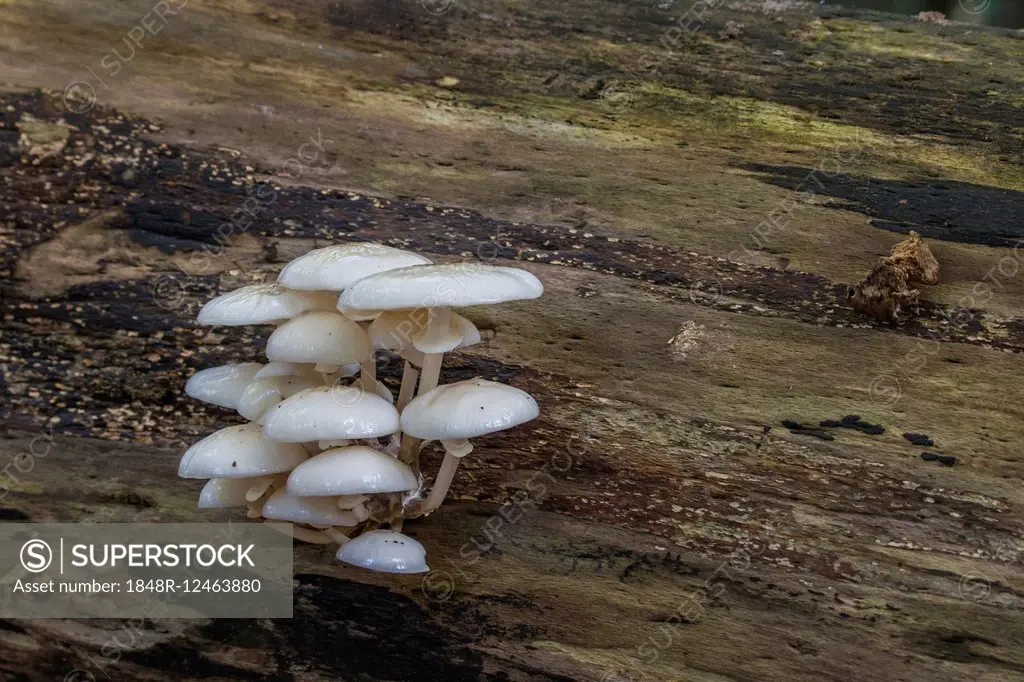 Porcelain fungus (Oudemansiella mucida) on a beech tree, Darß, Mecklenburg-Western Pomerania, Germany