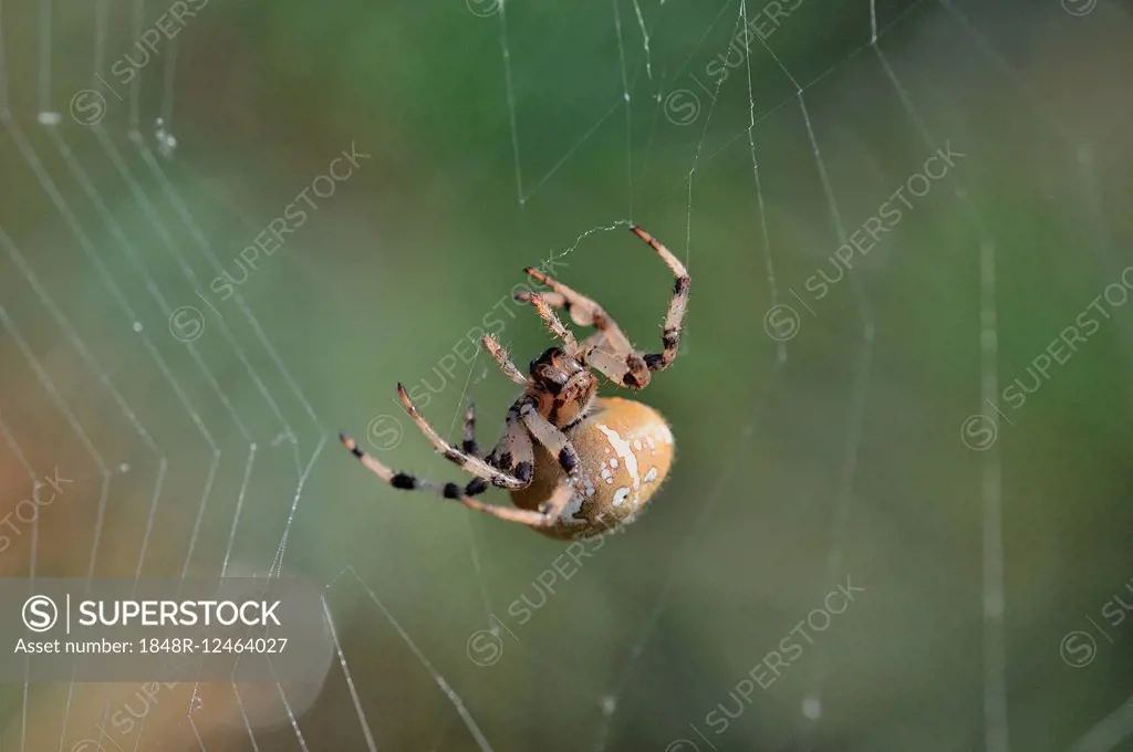 Four-spot Orb-weaver (Araneus quadratus) in the spidernet, North Rhine-Westphalia, Germany