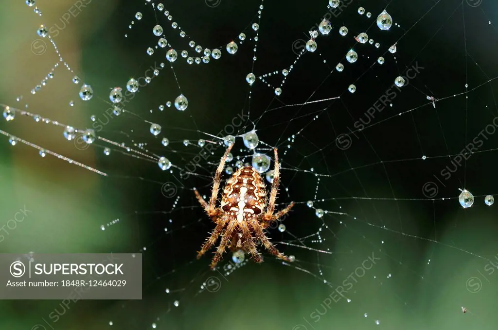 Orb-weaving Spider (Araneus) in the spiderweb with dew drops, North Rhine-Westphalia, Germany