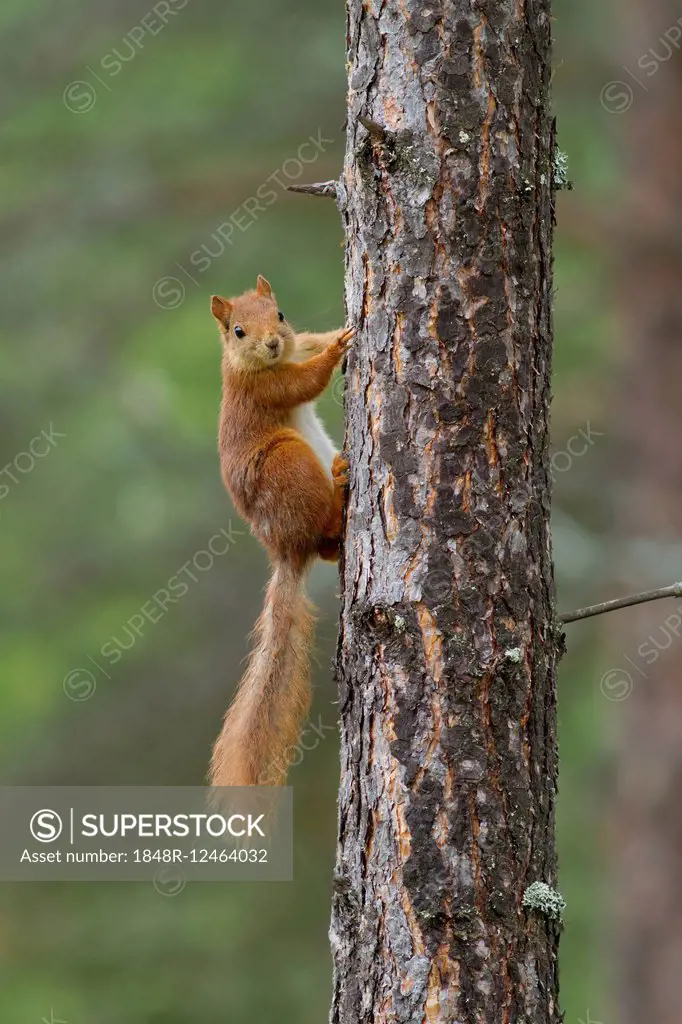 Squirrel (Sciurus vulgaris) at pine trunk, Norway