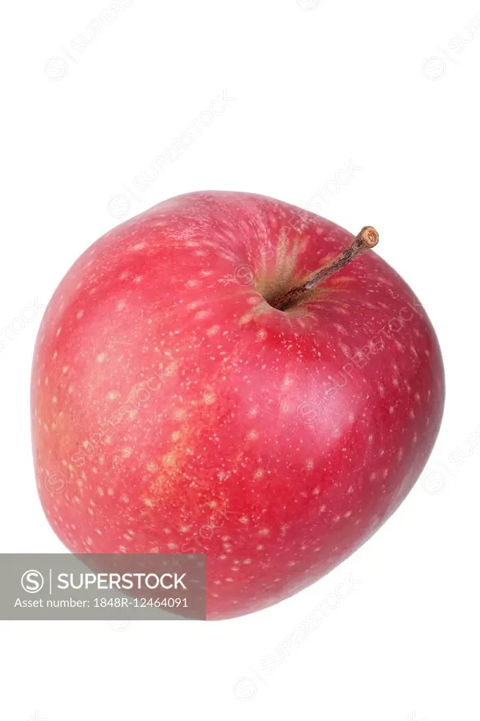 Apple variety Red Jonaprince