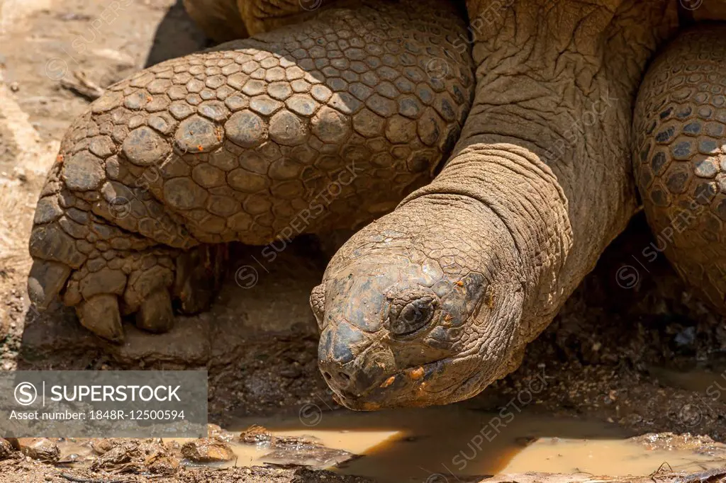 Aldabra giant tortoise (Aldabrachelys gigantea), Mauritius