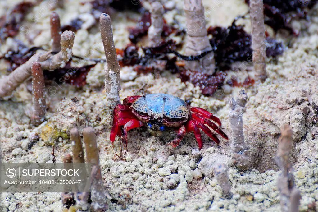 Fiddler Crab (Uca tetragonon) without fully grown claws, Curieuse Island, Seychelles