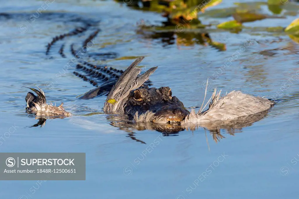 American alligator (Alligator mississippiensis) with a grey heron (Ardea cinerea) in its mouth, Anhinga Trail, Everglades National Park, Florida, Unit...