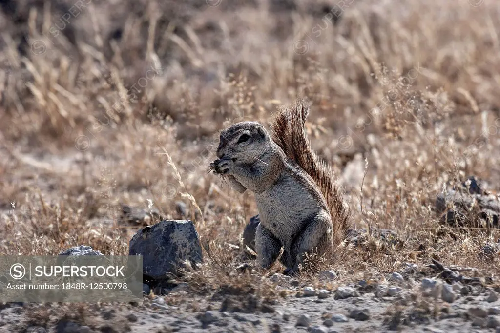 Cape Ground Squirrel (Xerus inauris), Etosha National Park, Namibia