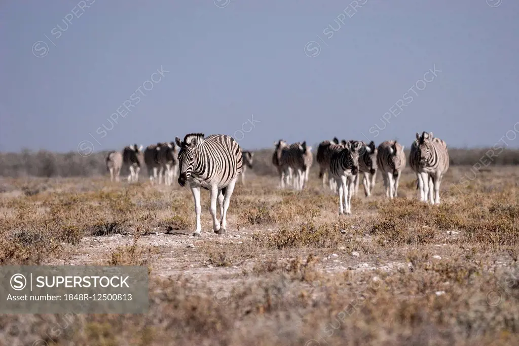 Herd of Burchell's Zebras (Equus burchellii), Etosha National Park, Namibia