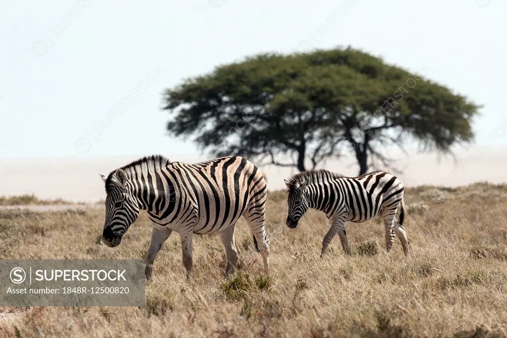 Burchell's Zebras (Equus burchellii), Etosha National Park, Namibia