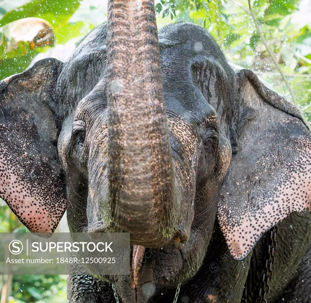 Asian Elephant (Elephas maximus), working elephant, spraying itself with water, Kerala, India