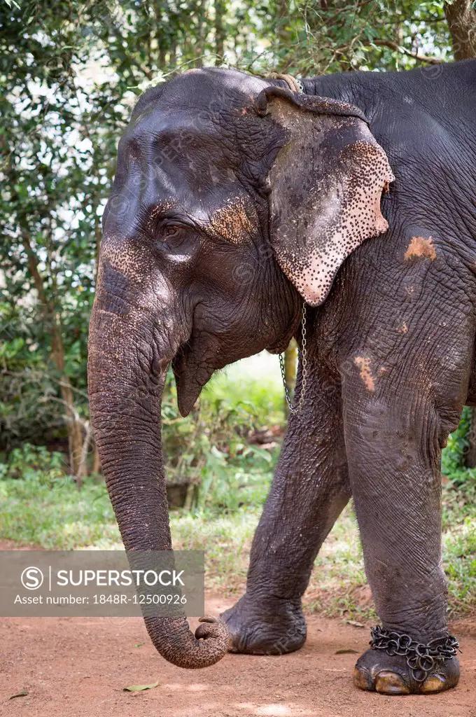 Asian Elephant (Elephas maximus), working elephant, Kerala, India