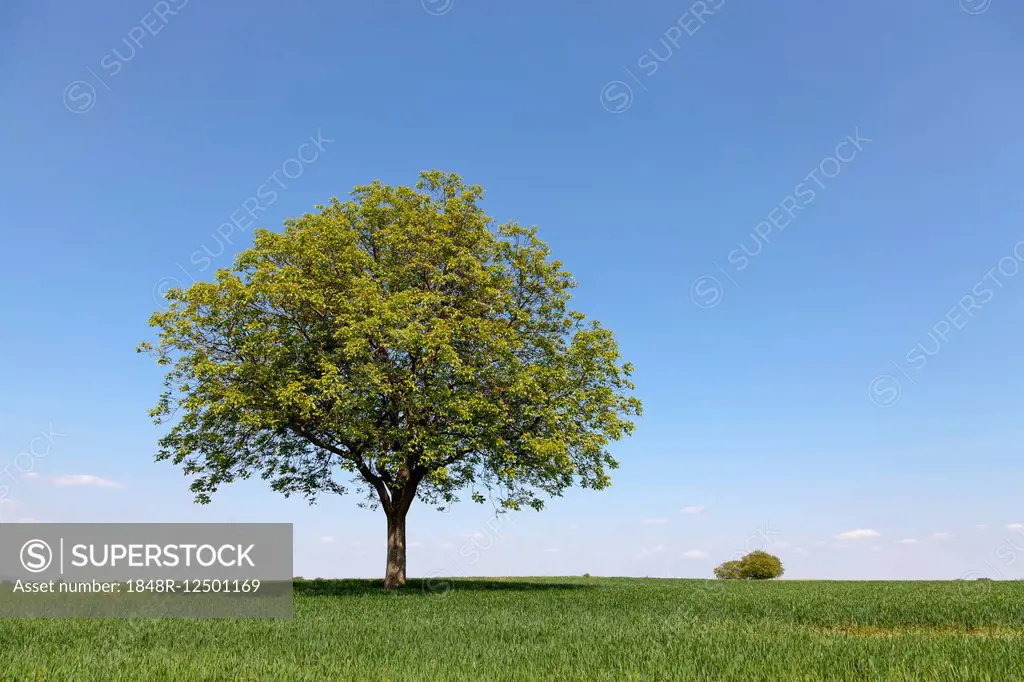 Walnut tree (Juglans regia) in grain field against blue sky, spring, Southern Palatinate, Palatinate, Rhineland-Palatinate, Germany