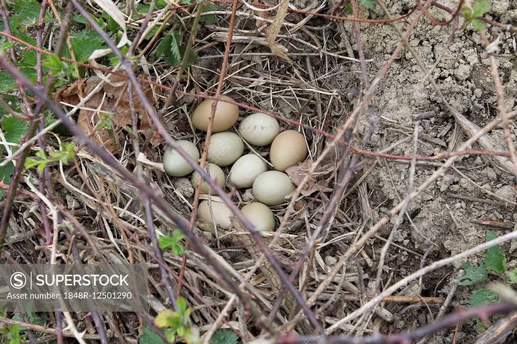 Gray Partridge eggs (Perdix perdix), nest with eight eggs and two pheasant eggs, Lower Austria, Austria