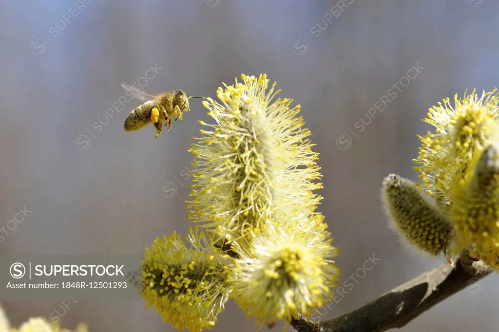 Blossoming willow (Salix) with bee (Apis mellifera) in flight, Switzerland