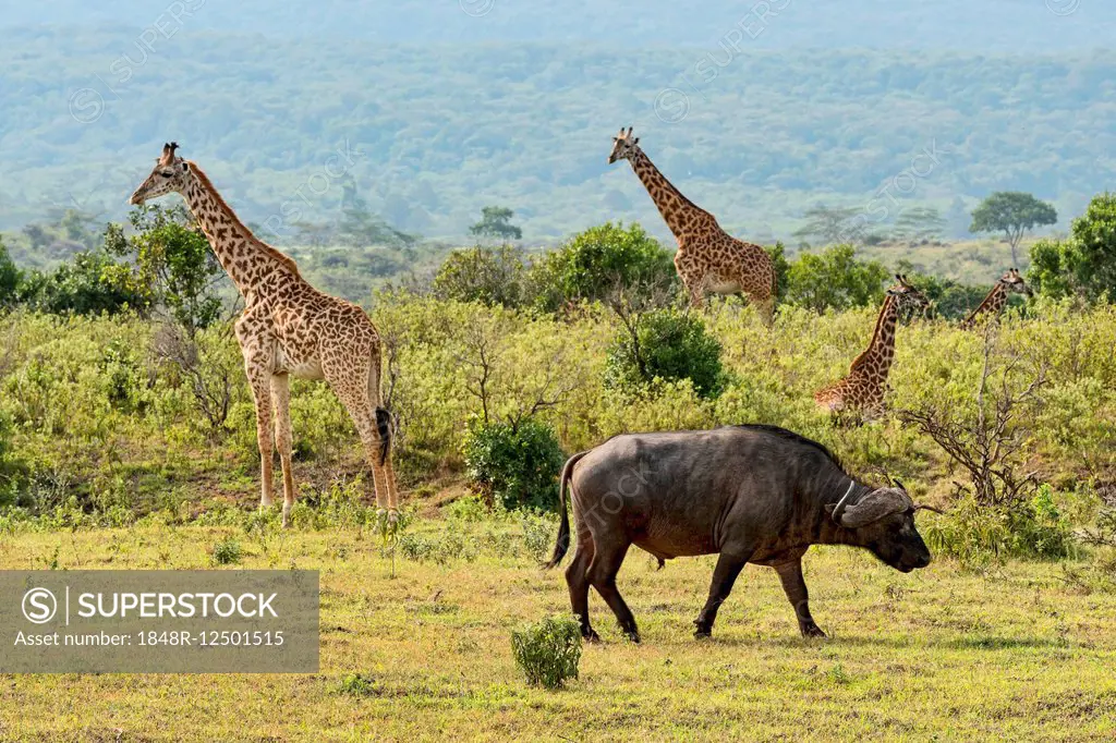 Giraffes (Giraffa camelopardalis) and a Cape buffalo (Syncerus caffer), Arusha Region, Tanzania