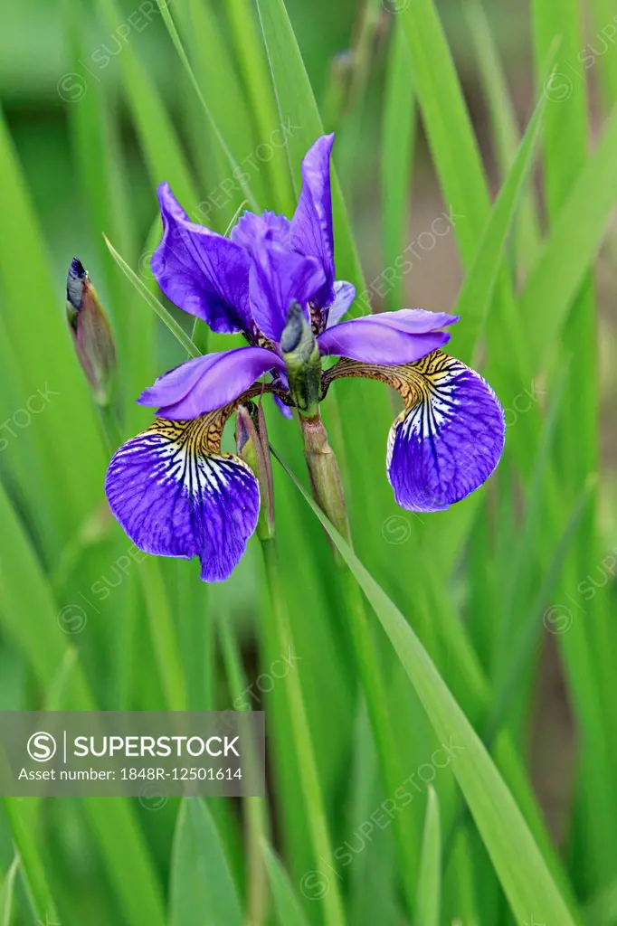 Iris (Iris)