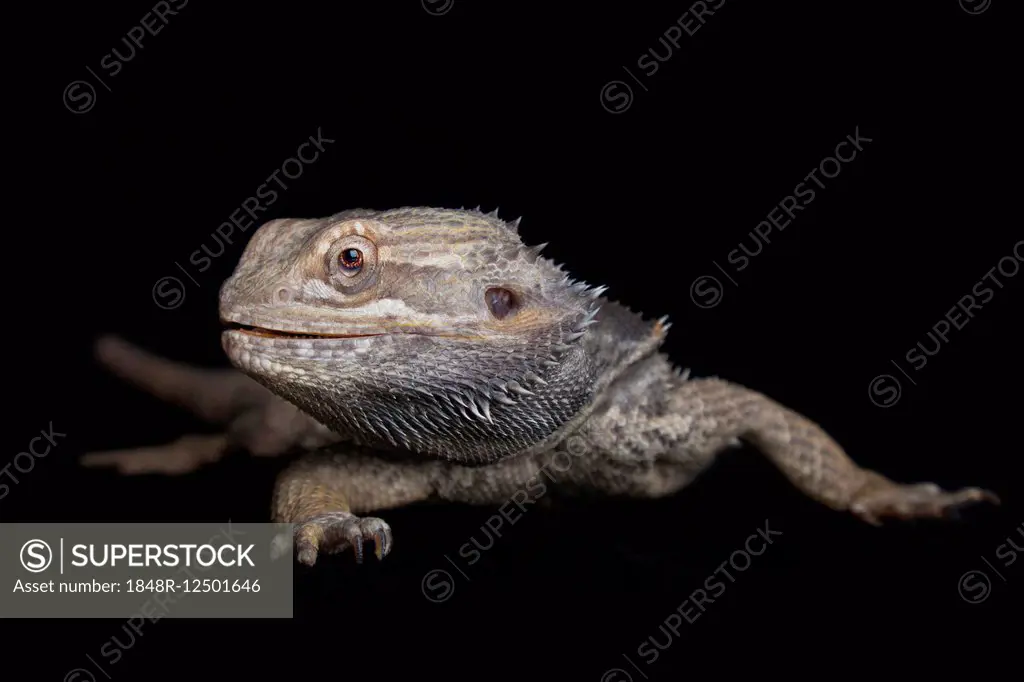 Central Bearded Dragon (Pogona vitticeps), captive