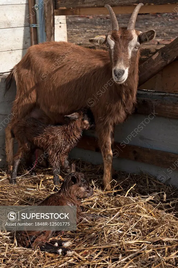 Mother goat with two newborn goatlings in the stable, Othenstorf, Mecklenburg-Western Pomerania, Germany