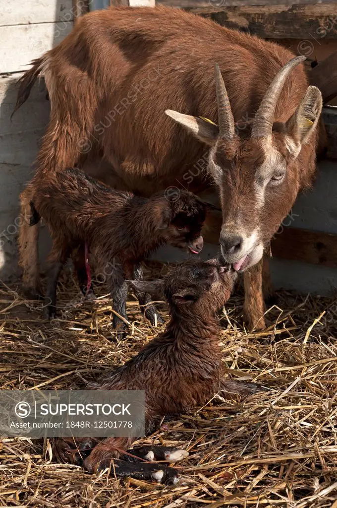 She-goat licking her newborn goatlings in the stable, Othenstorf, Mecklenburg-Western Pomerania, Germany