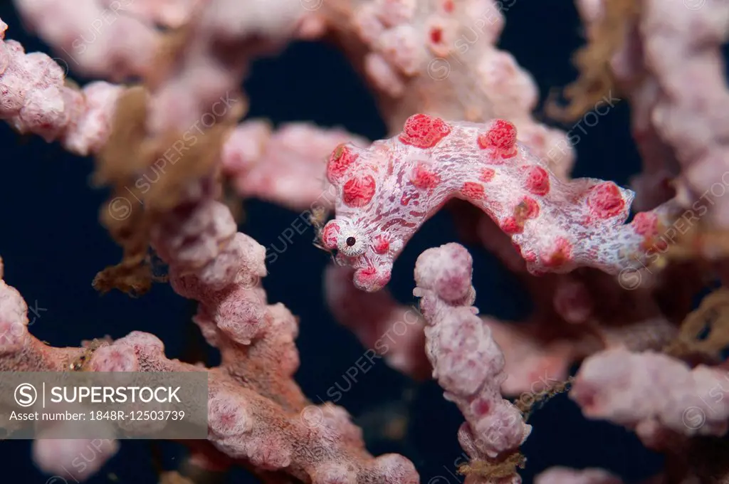 Pygmy seahorse (Hippocampus bargibanti), Bali, Indonesia