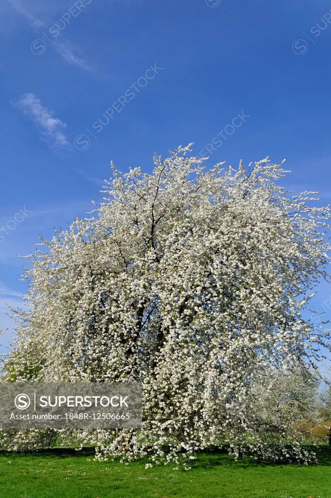 Cherry tree (Prunus sp.) In full bloom, North Rhine-Westphalia, Germany