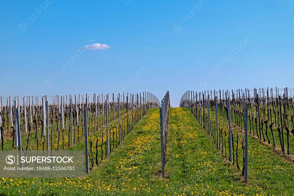 Vineyard in spring, Godramstein, Southern Palatinate, Palatinate, Rhineland-Palatinate, Germany