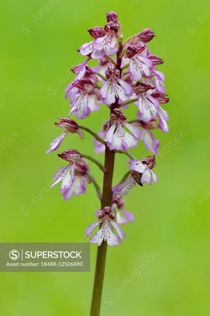 Lady orchid (Orchis purpurea), North Rhine-Westphalia, Germany