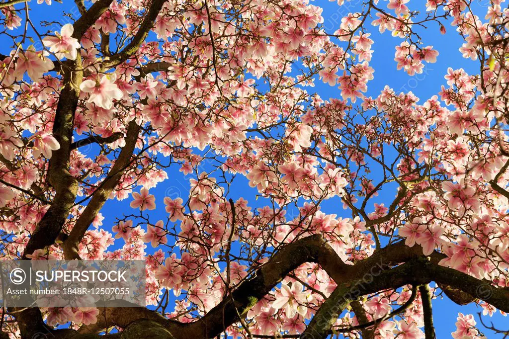Blossoming magnolia tree, Saucer magnolia (Magnolia x soulangeana), magnolia flowers against blue sky, Germany