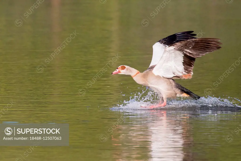 Egyptian Goose (Alopochen aegyptiacus) landing in the water, Hesse, Germany
