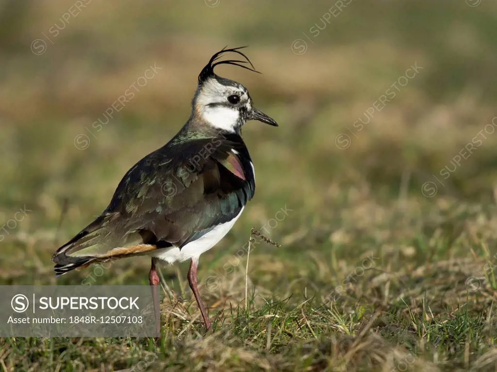 Lapwing (Vanellus vanellus), Texel, Province of North Holland, The Netherlands