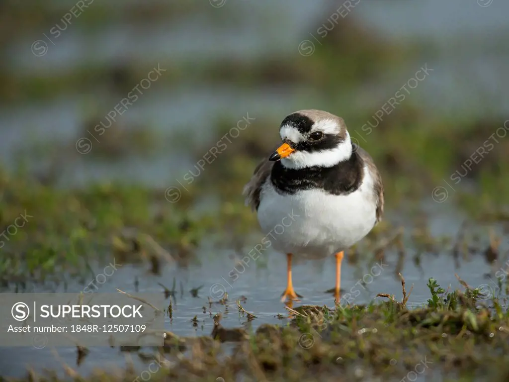 Common Ringed Plover (Charadrius hiaticula), Texel, Province of North Holland, The Netherlands