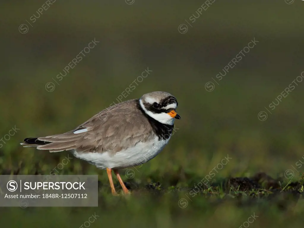 Common Ringed Plover (Charadrius hiaticula), Texel, Province of North Holland, The Netherlands