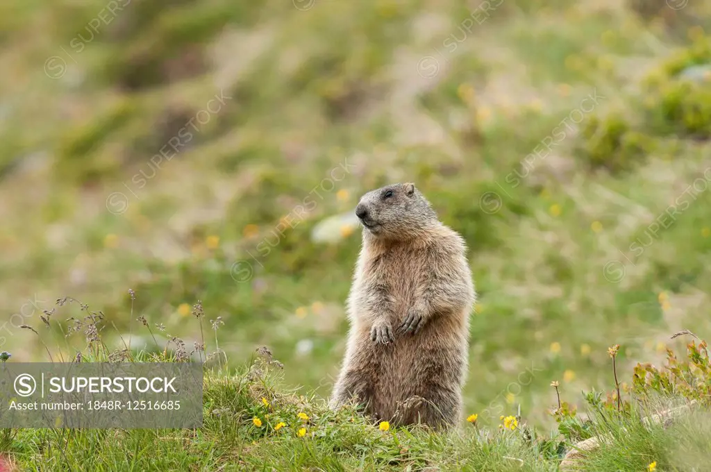 Alpine Marmot (Marmota marmota), Tyrol, Austria