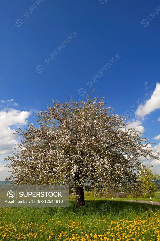 Blossoming Apple tree (Malus domestica), Bavaria, Germany