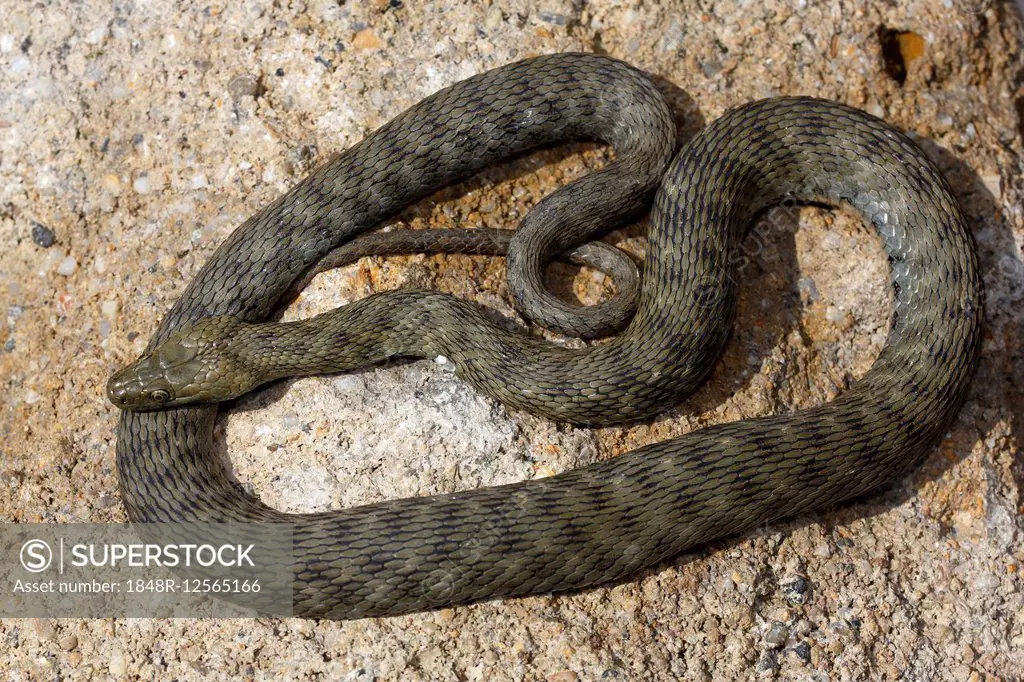 Dice Snake (Natrix tessellata) basking on stone, Hungary