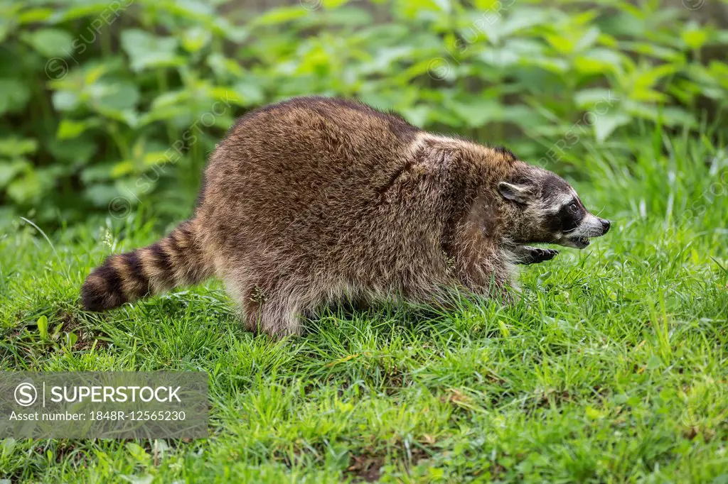 Raccoon (Procyon lotor), captive, Saarland, Germany