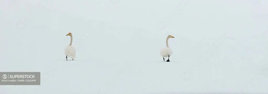 Whooper Swans (Cygnus cygnus) in the snow, Kuusamo, Finland