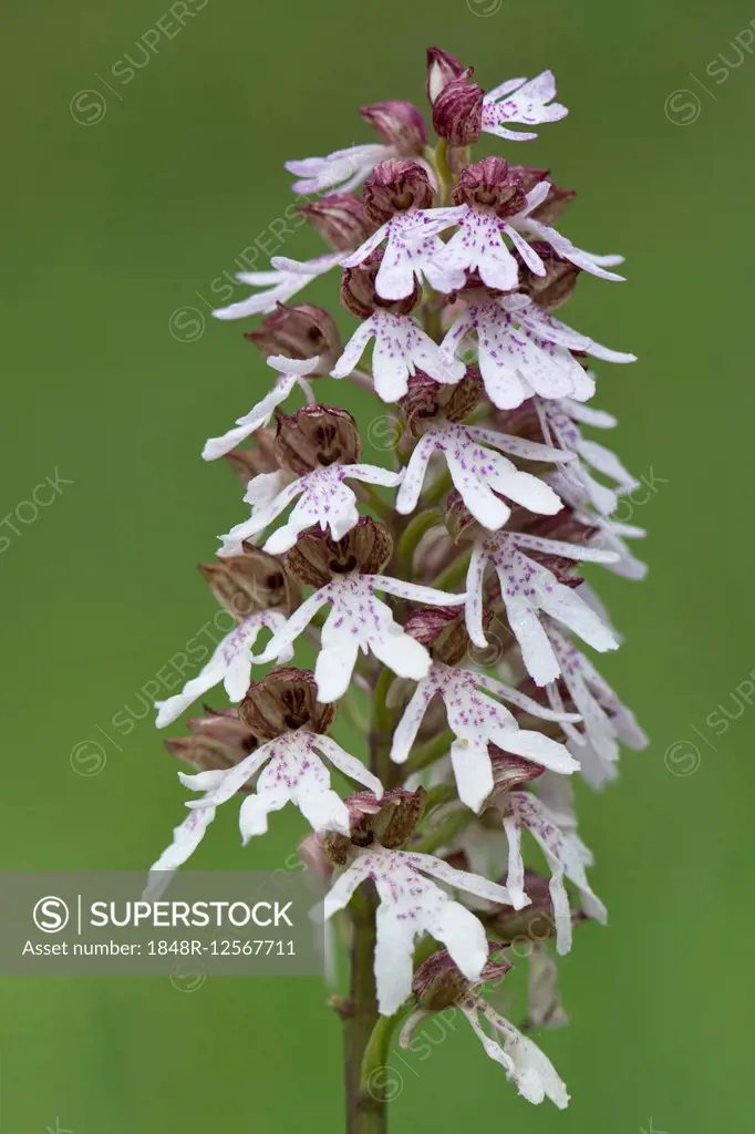 Lady Orchid (Orchis purpurea), Rothenstein nature reserve, Thuringia, Germany