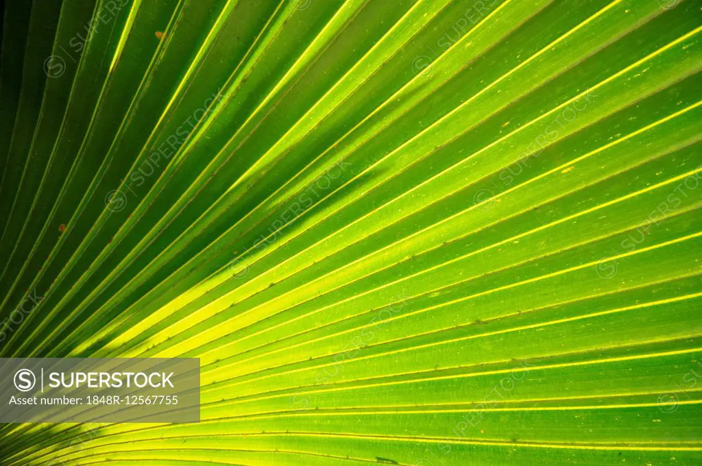 Palm frond (Arecaceae), Cienfuegos Province, Cuba