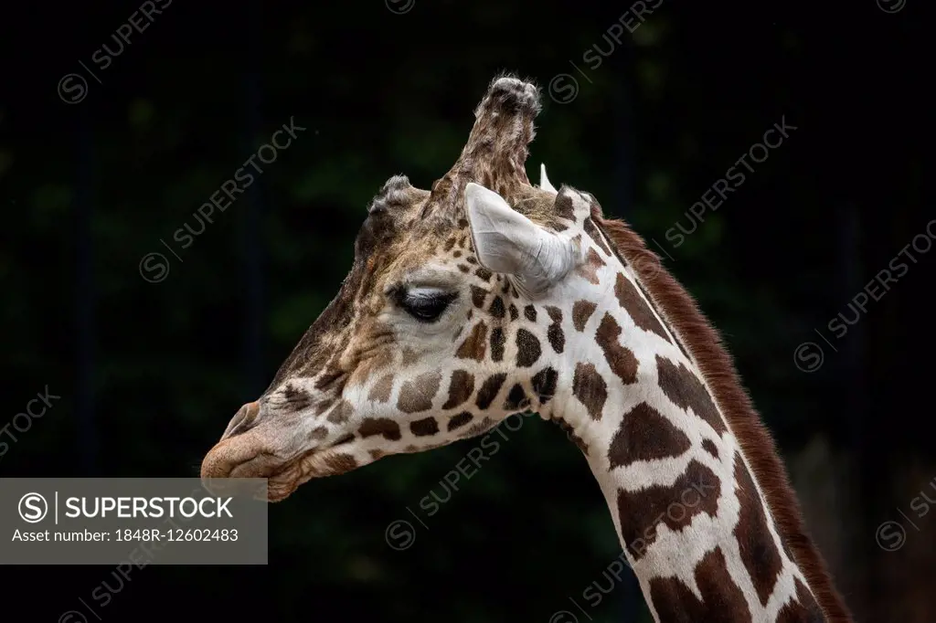 Reticulated giraffe (Giraffa camelopardalis reticulata), portrait, captive